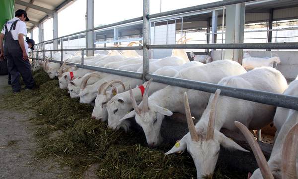 Βοήθεια με 256 τόνους ζωοτροφών σε πληγέντες κτηνοτρόφους