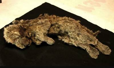 «Η κοιμώμενη Σπάρτη» στη Σιβηρία- Άριστα διατηρημένο λιοντάρι ηλικίας 28.000 χρόνων!