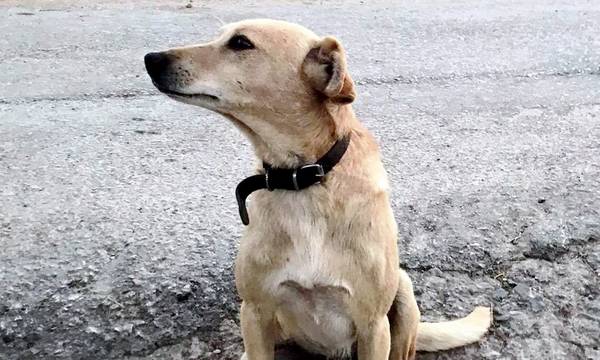 Σοκ στην Κρήτη: Πυροβόλησαν και σκότωσαν σκύλο έξω από το σπίτι του