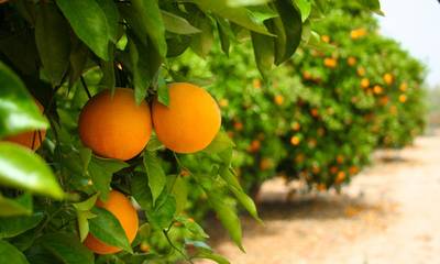 Αφαίρεση βιολογικού σήματος από παραγωγό πορτοκαλιών στη Λακωνία!
