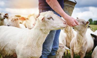 Δωρεά ζωοτροφών στους πυρόπληκτους κτηνοτρόφους από τους Όμοιους Μάνης