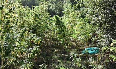 Πύλος: Βρήκαν «ορφανή» φυτεία με 119 δενδρύλλια κάνναβης (photos)