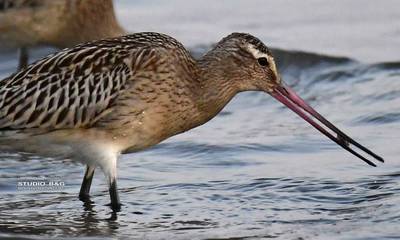 Θαλασσολιμόζα: Σπάνιο μεταναστευτικό πτηνό στον υδροβιότοπο της Νέας Κίου