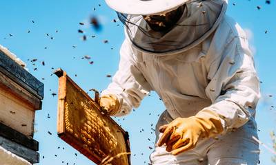 Αίτηση - δήλωση κατεχόμενων κυψελών από όλους τους μελισσοκόμους έως τις 20 Οκτωβρίου