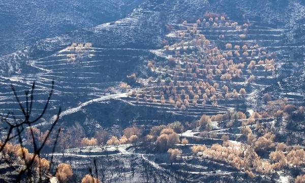 Διεθνής Ημέρα Μείωσης των Φυσικών Καταστροφών – Κραυγή από τα καμένα της Πελοποννήσου!