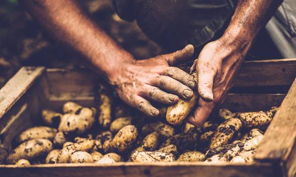 Αντιμέτωποι με το πρόβλημα του σιδηροσκώληκα οι παραγωγοί πατάτας στην Αρκαδία