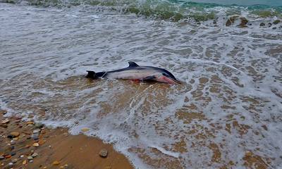 Επίδαυρος: Νεκρό δελφίνι στη Παραλία Γιαλάσι