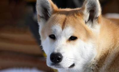 Χάτσικο: Η ιστορία του πιο πιστού σκύλου που περίμενε το αφεντικό του μέχρι το τέλος της ζωής του