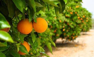 Το πορτοκάλι έχει μέλλον αλλά θέλει αναδιαρθρώσεις και νέες ποικιλίες