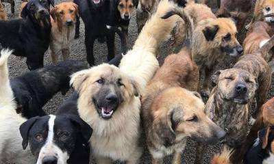 Πάτρα: Κρατούσε 53 σκυλιά στο σπίτι - Πρόστιμο 76.000 ευρώ και σύλληψη