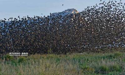 Ξαφνικά χάθηκε ο ήλιος στην Αργοναυπλία – Από πολλές χιλιάδες πουλιών!