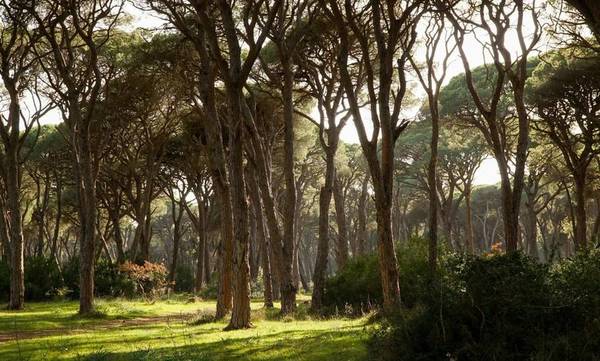 Δάσος Στροφυλιάς: Μια από τις πιο ξεχωριστές γωνιές της Πελοποννήσου
