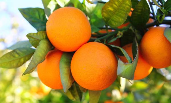 «Να δεσμευτεί τώρα και ξεκάθαρα η Κυβέρνηση για τη συνδεδεμένη ενίσχυση στο πορτοκάλι»