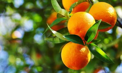 Χαιρετίζω την κυβερνητική απόφαση να διατηρηθεί η συνδεδεμένη ενίσχυση στα πορτοκάλια