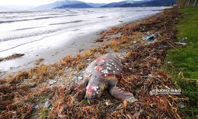 Nεκρή χελώνα ξέβρασαν τα κύματα στην Νέα Κίο (photos - video)