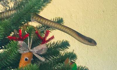 Η στιγμή που ένα δηλητηριώδες φίδι ξετρυπώνει από το χριστουγεννιάτικο δέντρο στο σαλόνι οικογένειας