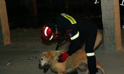 Μεσσηνία: Σκύλος της ΕΜΑΚ εντόπισε ζωντανό άνδρα που αγνοούνταν στη Χρυσοκελλαριά