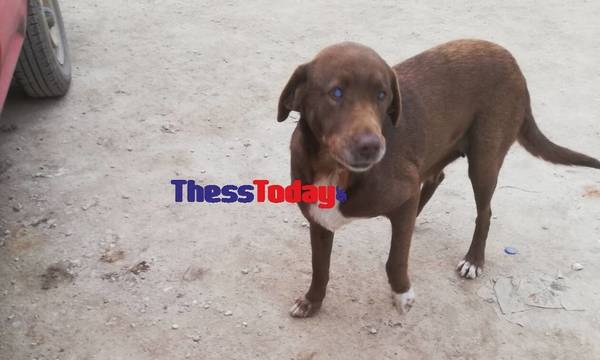 Νάουσα: Τυφλή σκυλίτσα στο έσκασε από χώρο φιλοξενίας και πήγε στον άνθρωπο που την είχε περιθάλψει