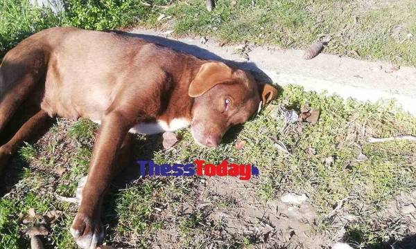 Κτηνωδία στη Νάουσα: Σκότωσαν με φόλα την τυφλή αδέσποτη σκυλίτσα