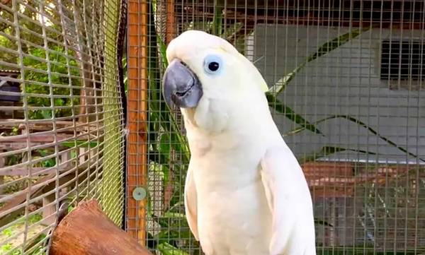 Αυστραλία: Παπαγάλος τραγουδάει άπταιστα το «Σαν πας στην Καλαμάτα» (video)
