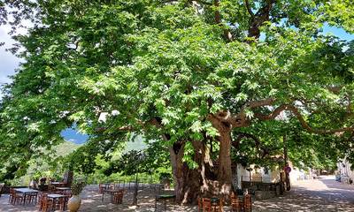 Έρευνα: Τα αιωνόβια δέντρα προσφέρουν πολλές δυνατότητες