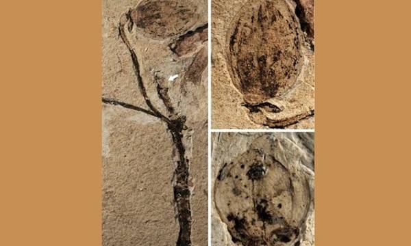 Ανακαλύφθηκε το αρχαιότερο στον κόσμο απολιθωμένο μπουμπούκι λουλουδιού ηλικίας 164 εκατ.!
