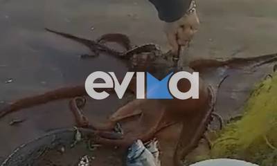 Εύβοια: Ψαράς έπιασε τεράστιο χταπόδι στον Κάραβο Αλιβερίου (video)