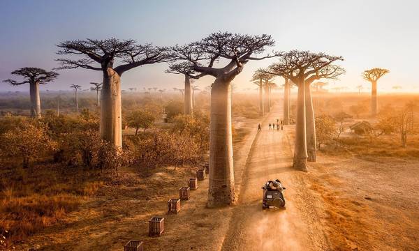Μπάομπαμπ: Το «δέντρο της ζωής» κινδυνεύει με εξαφάνιση!
