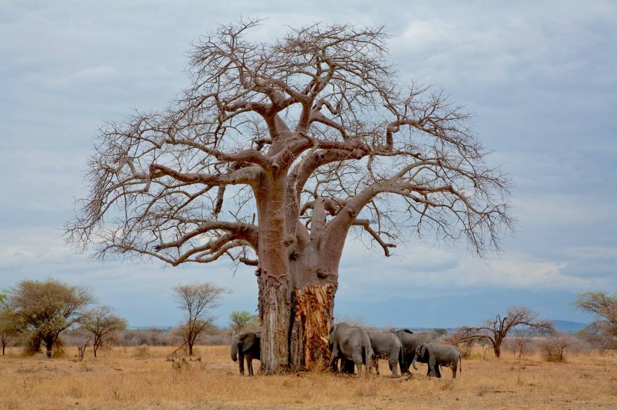 https://cdn.np-media.gr/media/news/2022/02/08/75637/photos/snapshot/baobab-trees-011.jpg