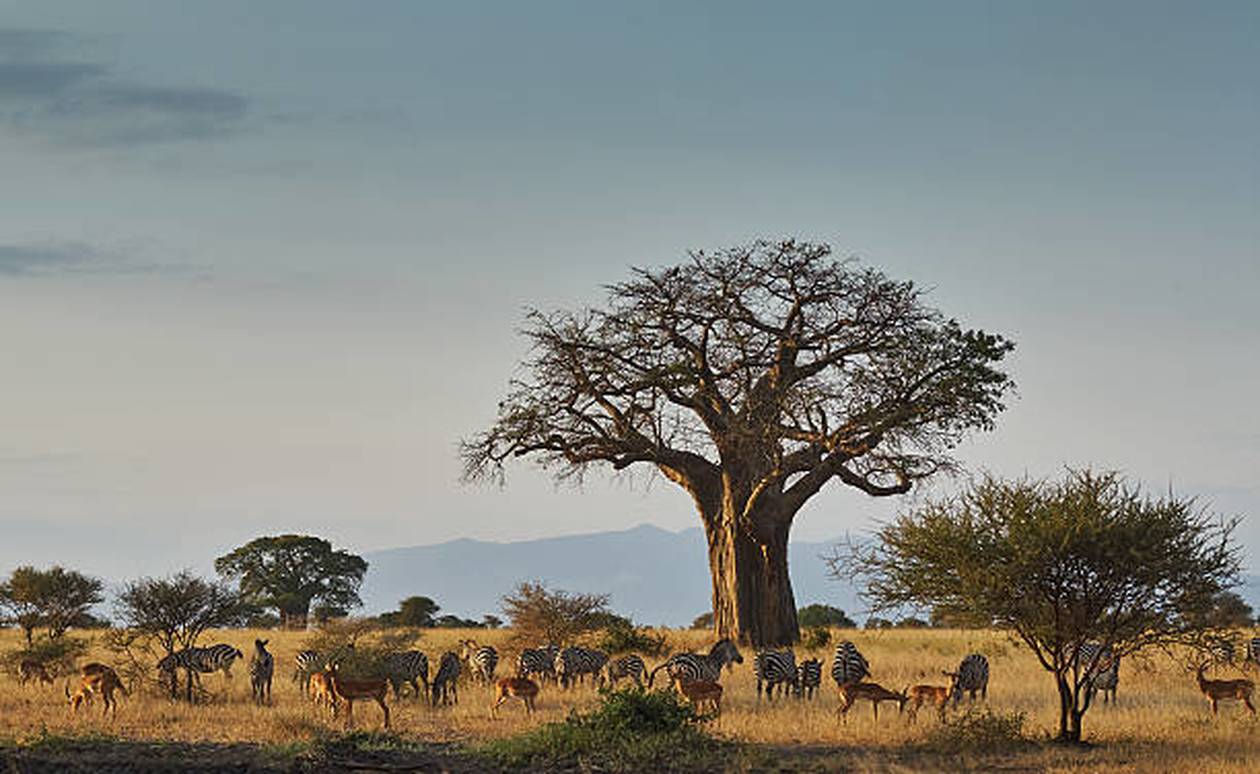 https://cdn.np-media.gr/media/news/2022/02/08/75637/photos/snapshot/baobab-trees-012.jpg