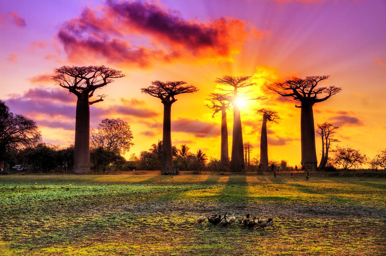 https://cdn.np-media.gr/media/news/2022/02/08/75637/photos/snapshot/baobab-trees-1.jpg