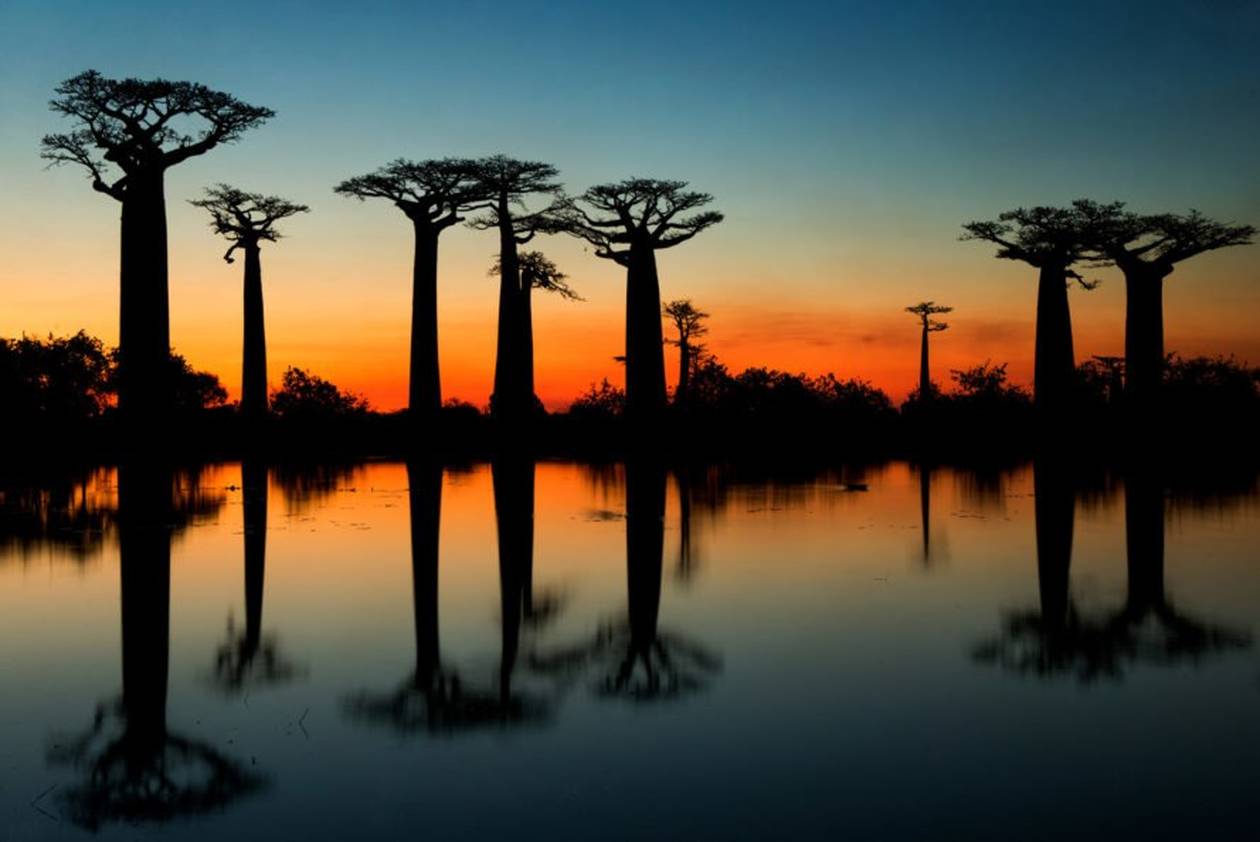 https://cdn.np-media.gr/media/news/2022/02/08/75637/photos/snapshot/baobab-trees-11.jpg