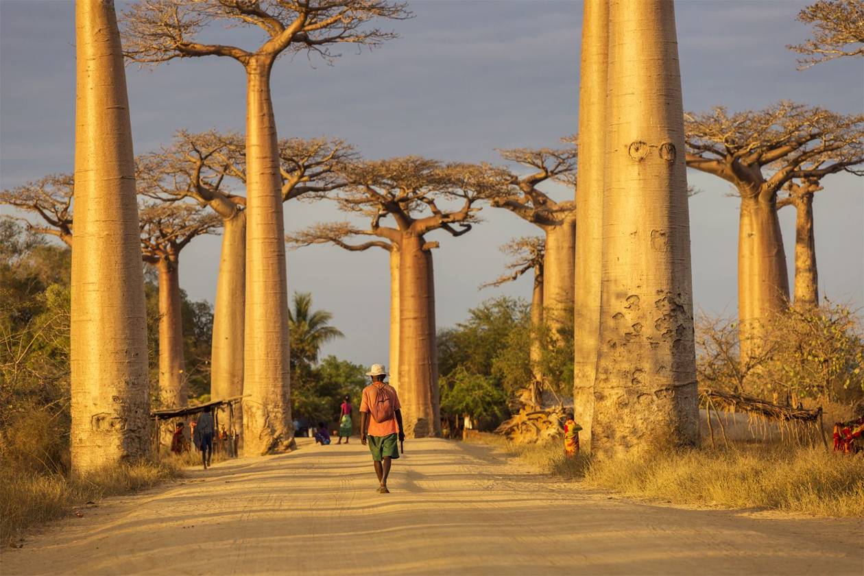 https://cdn.np-media.gr/media/news/2022/02/08/75637/photos/snapshot/baobab-trees-12.jpg
