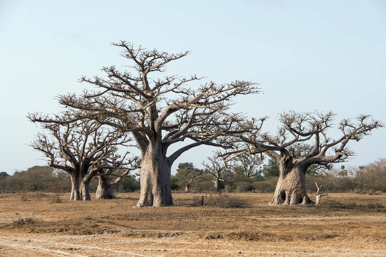 https://cdn.np-media.gr/media/news/2022/02/08/75637/photos/snapshot/baobab-trees-13.jpg