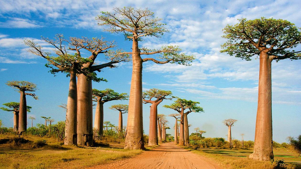 https://cdn.np-media.gr/media/news/2022/02/08/75637/photos/snapshot/baobab-trees-14.jpg