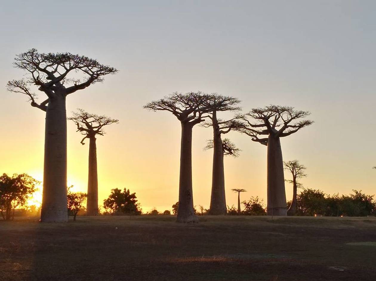 https://cdn.np-media.gr/media/news/2022/02/08/75637/photos/snapshot/baobab-trees-15.jpg