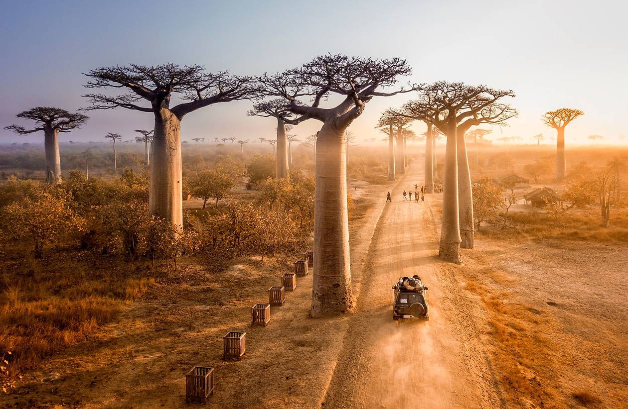 https://cdn.np-media.gr/media/news/2022/02/08/75637/photos/snapshot/baobab-trees-2.jpg
