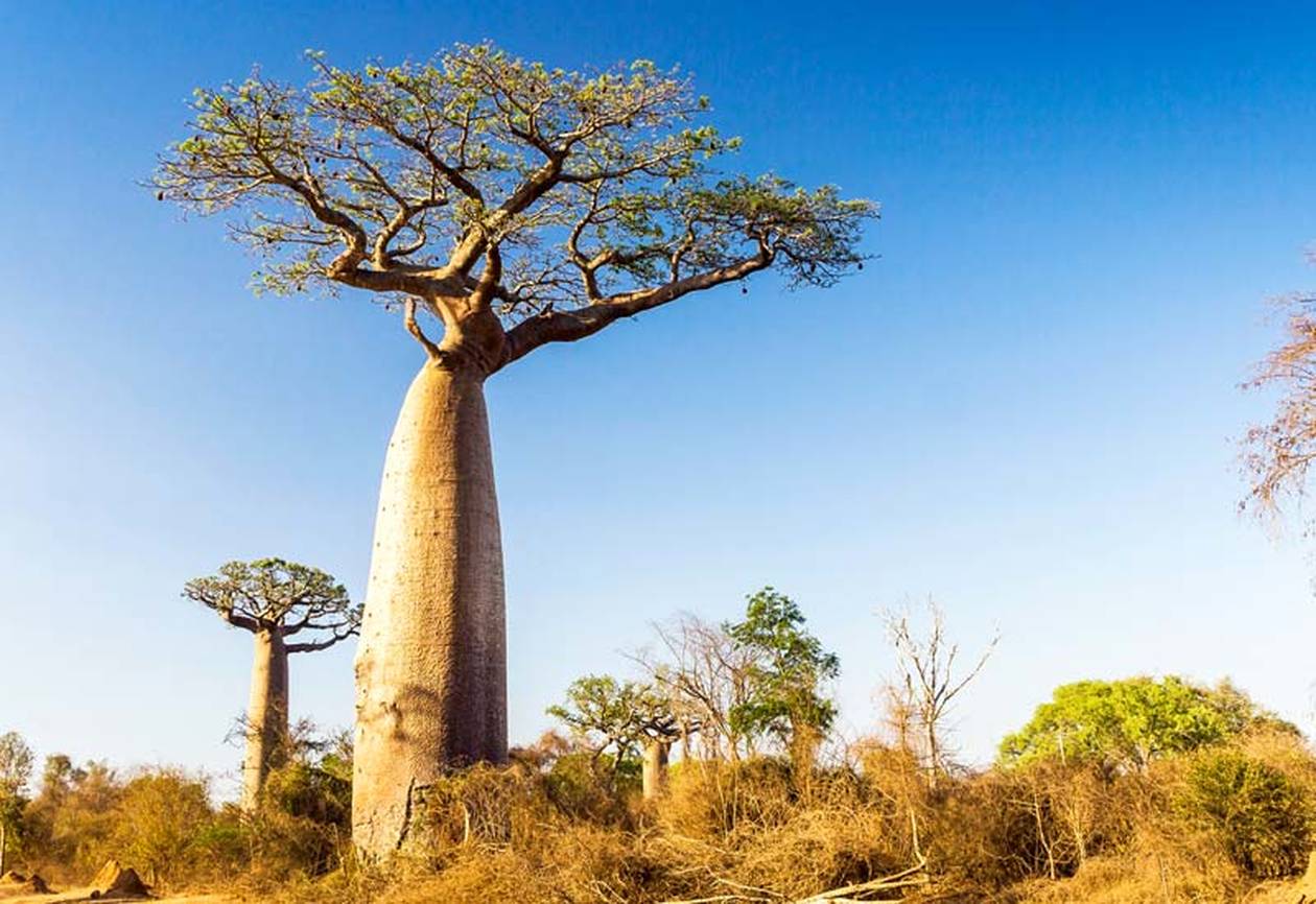 https://cdn.np-media.gr/media/news/2022/02/08/75637/photos/snapshot/baobab-trees-3.jpg
