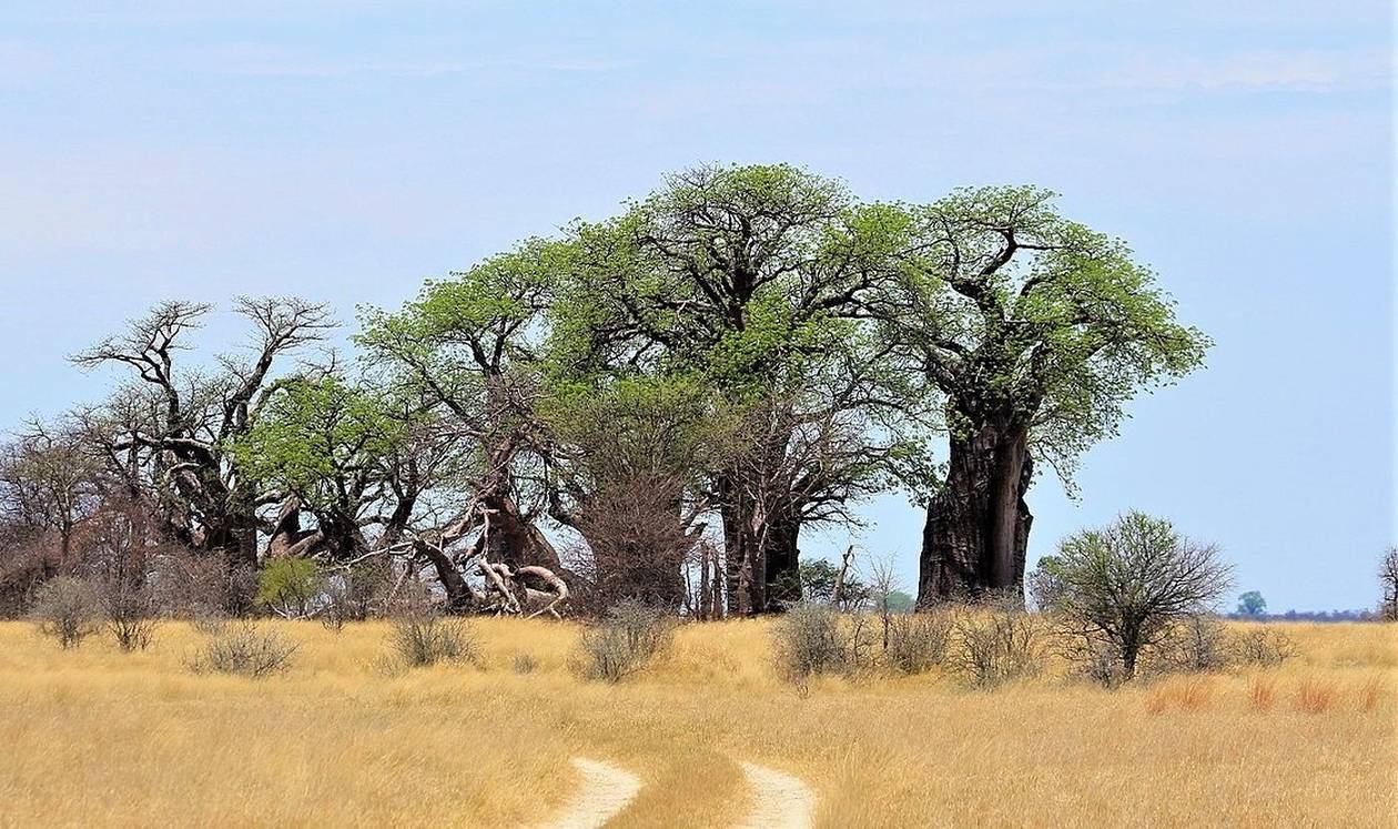 https://cdn.np-media.gr/media/news/2022/02/08/75637/photos/snapshot/baobab-trees-5.jpg