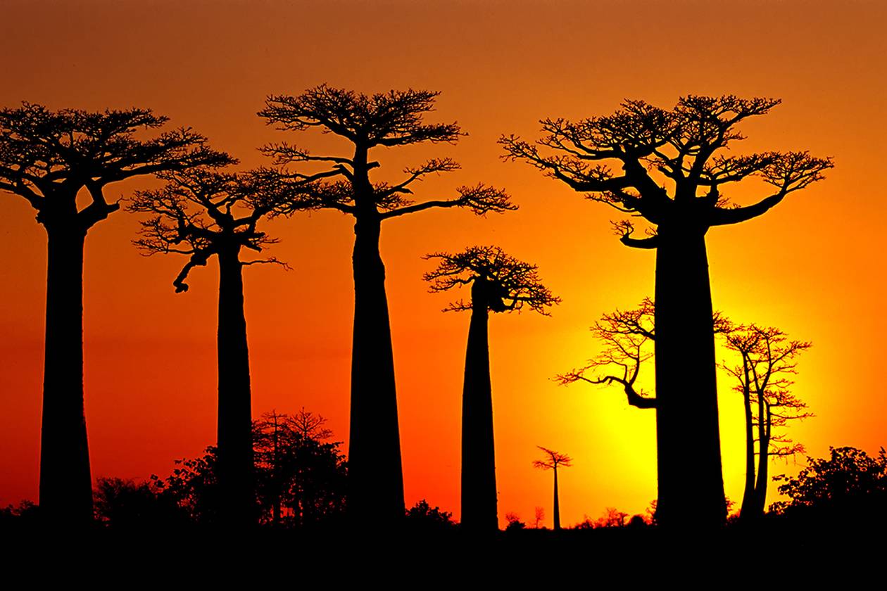 https://cdn.np-media.gr/media/news/2022/02/08/75637/photos/snapshot/baobab-trees-7.jpg