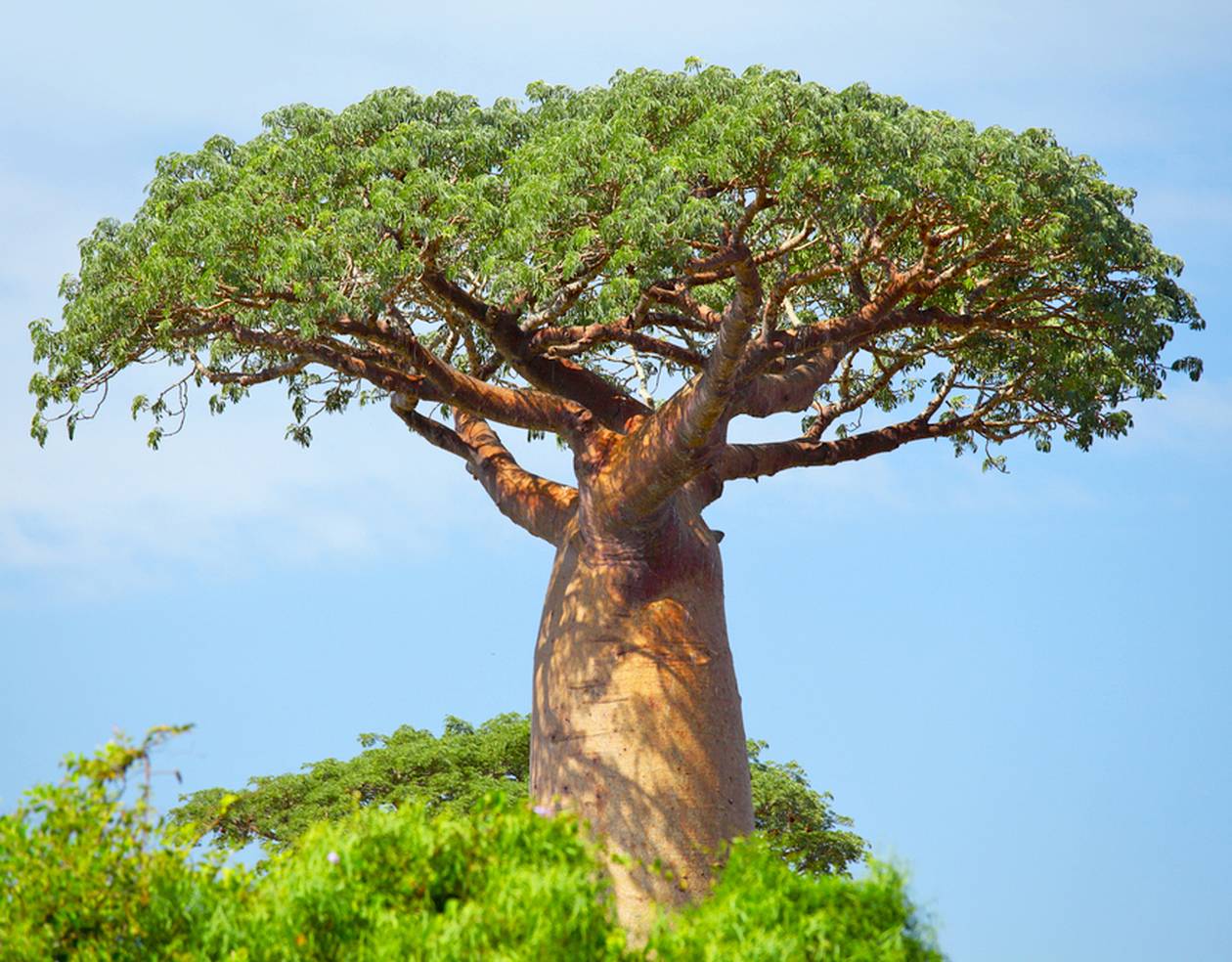https://cdn.np-media.gr/media/news/2022/02/08/75637/photos/snapshot/baobab-trees-8.jpg
