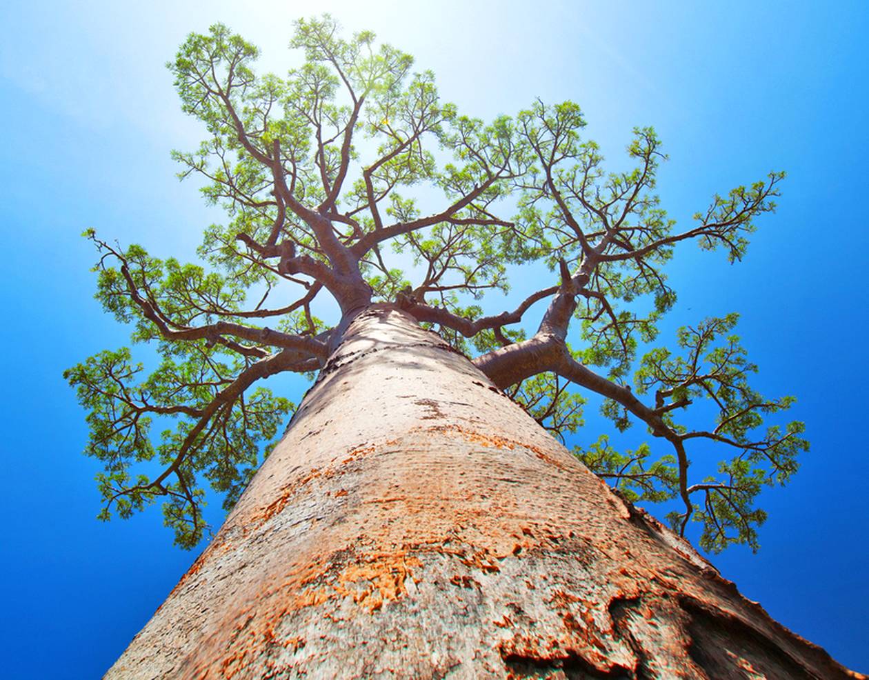 https://cdn.np-media.gr/media/news/2022/02/08/75637/photos/snapshot/baobab-trees-9.jpg