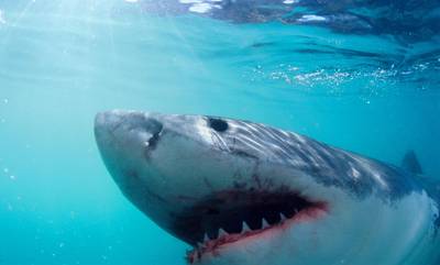 Αυστραλία: Λευκός καρχαρίας κατασπαράζει άνθρωπο και «παγώνει» το αίμα όλων! (video)