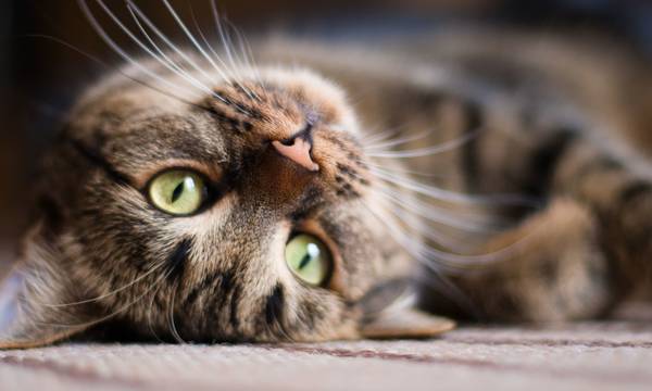 Πάτρα: Στο εδώλιο 23χρονος που σκότωσε γάτα για να φάει - Η πρώτη προφυλάκιση για ζωοκτονία
