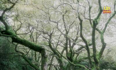 Το μυστηριώδες δάσος με τα δέντρα που χορεύουν
