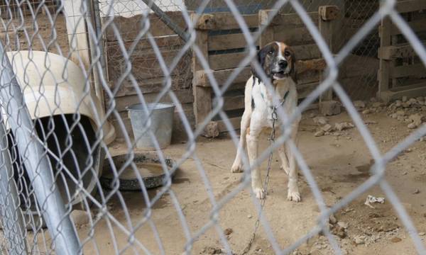 Πλήθος εξαθλιωμένων σκυλιών σε δύο κυνοκομεία της Σπάρτης προκάλεσε παρέμβαση φιλοζωικής