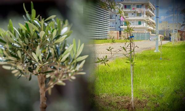Πύργος: Φυτεύτηκαν 100 ελαιόδεντρα στο Θεματικό Πάρκο Ξυστρή