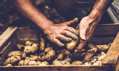 ΔΑΟΚ: Οι παραγωγοί κονδύλων πατάτας να εγγραφούν στο Φυτοϋγειονομικό Μητρώο