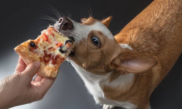Ποιες ανθρώπινες τροφές είναι ασφαλείς για σκύλους;