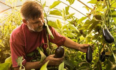 Λακωνία: Συρρικνώνονται τα κηπευτικά - Σε εξέλιξη η καλλιέργεια